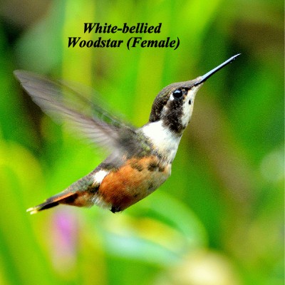 White-bellied Woodstar (Female)